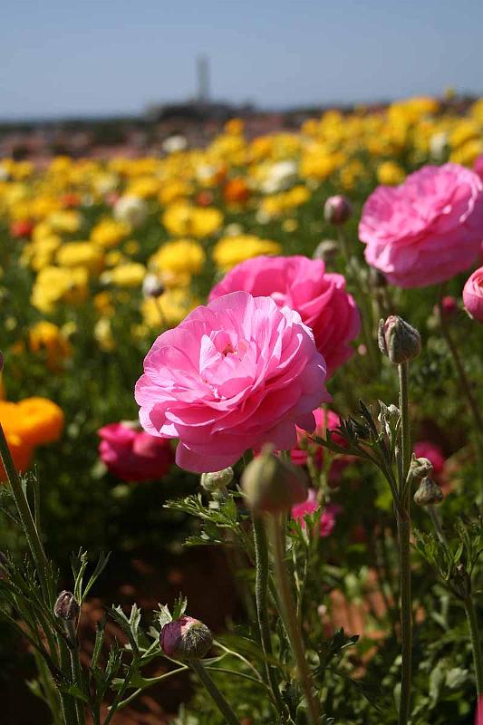 Flower Fields Carlsbad CA (19).jpg